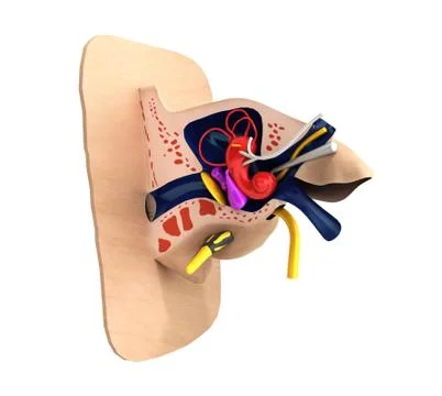Human ear structure medical educational science 3d rendrer illustration Ear a Stock Illustration