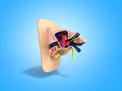 Human ear structure medical educational science 3d rendrer illustration Ear a Stock Illustration
