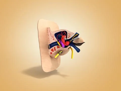 Human ear structure medical educational science 3d rendrer illustration Ear a Stock Illustration