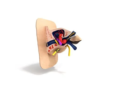 Human ear structure medical educational science 3d rendrer illustration Ear a Stock Illustration