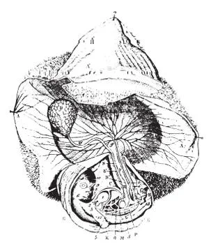 Human Egg 30 to 55 days, vintage engraving. Stock-Illustration
