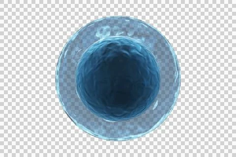 Human egg against white background Stock Illustration