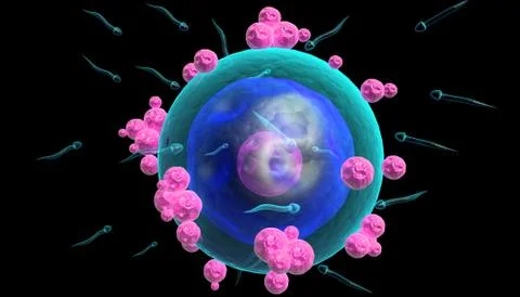 Human egg cell Stock Illustration