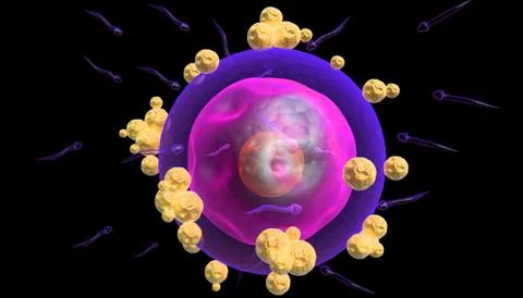 Human egg cell Stock Illustration