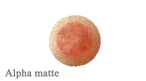 Human egg, cell isolated on white. Alpha matte included. Stockbeeldmateriaal 56572024