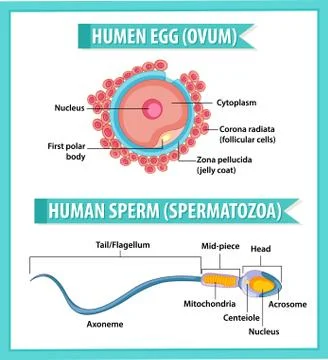 Human Egg or Ovum structure and Human Sperm or Spermatazoa for health educati Stock Illustration