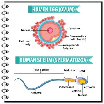 Human Egg or Ovum structure and Human Sperm or Spermatazoa for health educati Stock Illustration