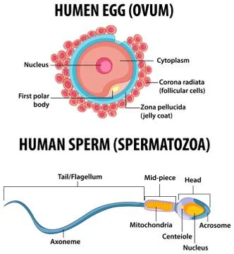 Human Egg or Ovum structure and Human Sperm or Spermatazoa for health educati Stock Illustration