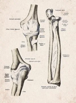 Human Elbow Joint And Forearm Bones Vintage Anatomy Illustration Stockillustratie