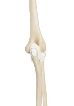 Human elbow joint, illustration Stock Illustration