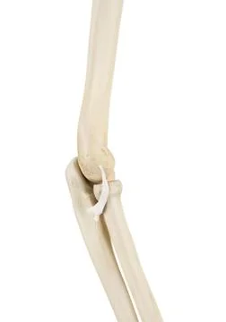 Human elbow joint, illustration Stock Illustration
