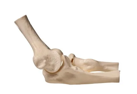 Human elbow Stock Photos