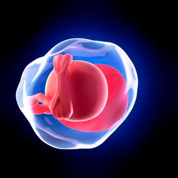 Human embryo age 5 weeks Stock Illustration