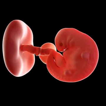 Human embryo age 6 weeks Stock Illustration