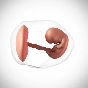 Human embryo age 8 weeks Stock Illustration