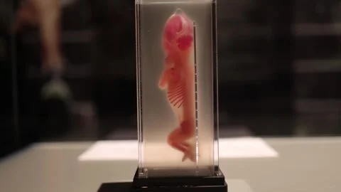 Human embryo anatomy development study Stock Footage 330679787