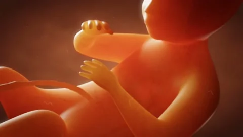 Human Embryo Closeup View Angles Stock Footage 111991133