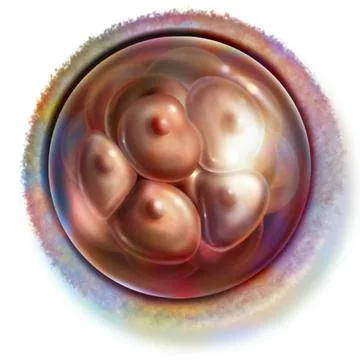 Human embryo drawing 16 cell embryo (4 days after fertilization): morula s... Stock Photos