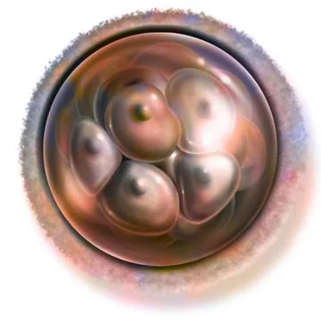 Human embryo drawing 16 cell embryo (4 days after fertilization): morula s... Stock Photos