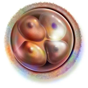 Human embryo drawing 4-cell embryo (50 hours after fertilization): stage o... Stock Photos