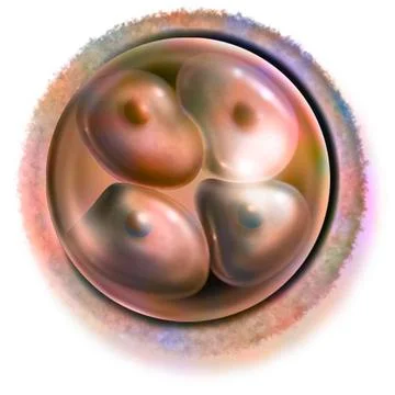 Human embryo drawing 4-cell embryo (50 hours after fertilization): stage o... Stock Photos