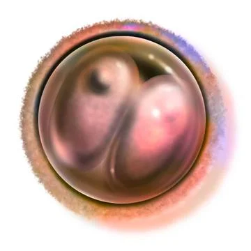 Human embryo drawing Two-cell embryo (30 hours after fertilization): stage... Stock Photos