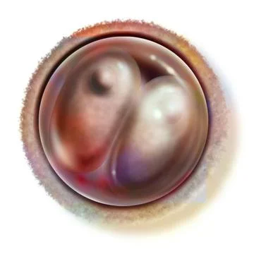 Human embryo drawing Two-cell embryo (30 hours after fertilization): stage... Stock Photos