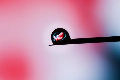 Human embryo in a drop on the tip of a needle on a pink background. Stock Photos