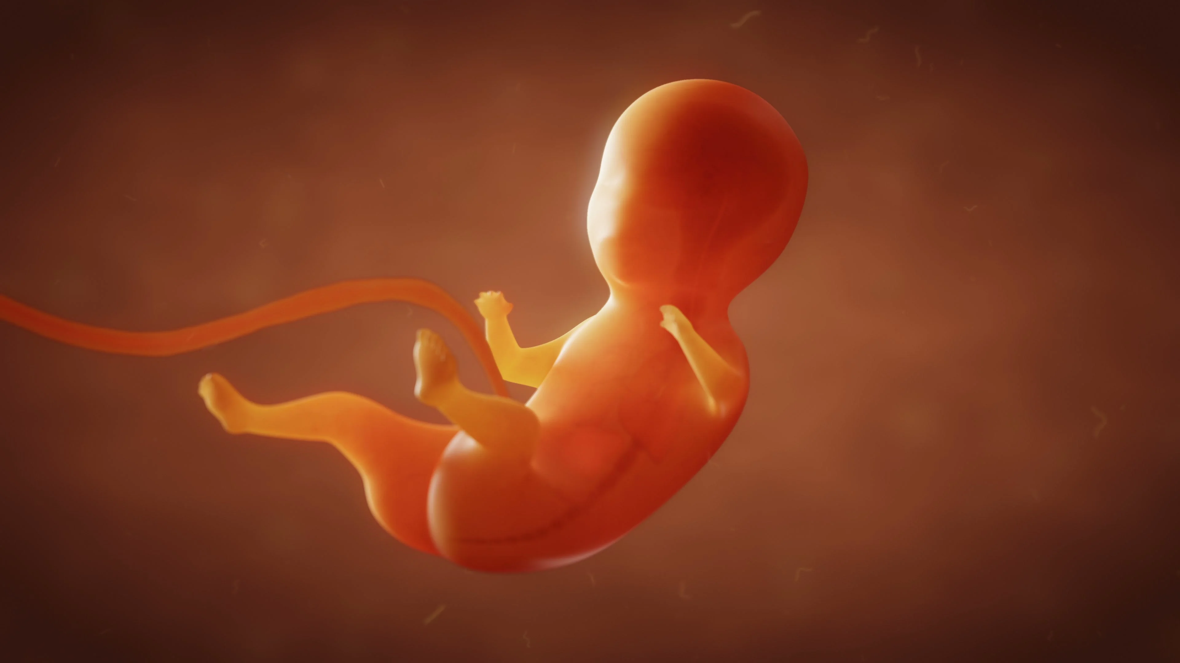 Human embryo fetus growth | Stock Video | Pond5