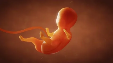 Human embryo fetus growth Stock Footage