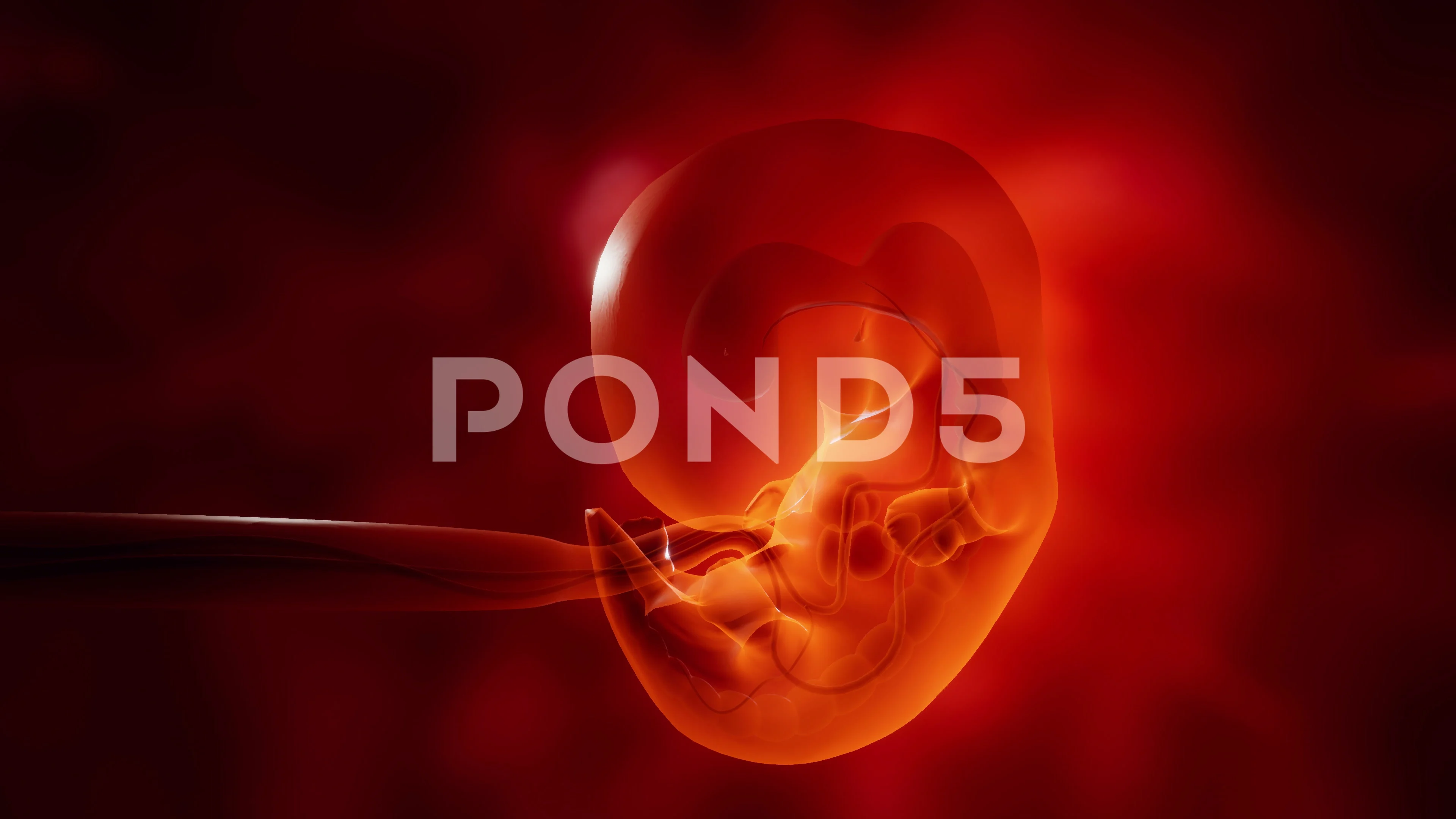 Embryo Development Stock Video Footage | Royalty Free Embryo Development  Videos | Pond5
