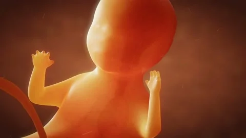 Human embryo growth closeup Stock Footage 89826319