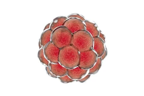 Human embryo, illustration Stock Illustration