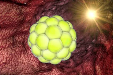 Human embryo, illustration Stock Illustration