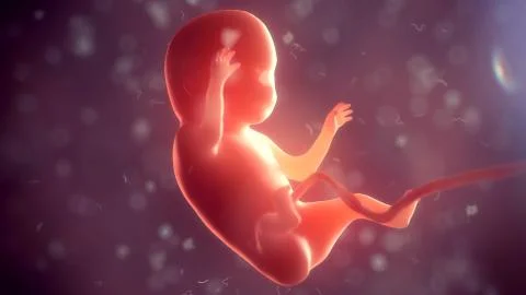 Human embryo inside body. 3d illustration Stock Illustration