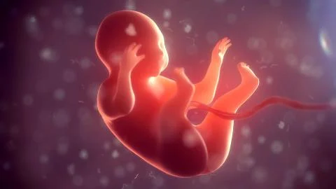 Human embryo inside body. 3d illustration Stock Illustration