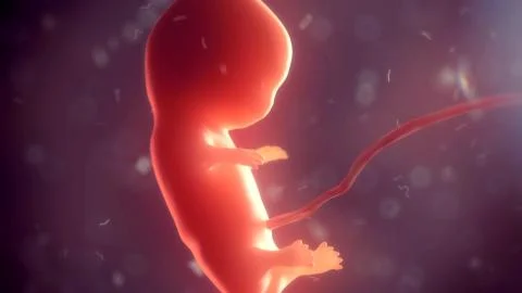 Human embryo inside body. 3d illustration Stock Illustration