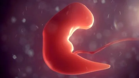 Human embryo inside body. 3d illustration Stock Illustration