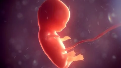 Human embryo inside body. 3d illustration Stock Illustration