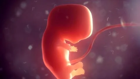 Human embryo inside body. 3d illustration Stock Illustration