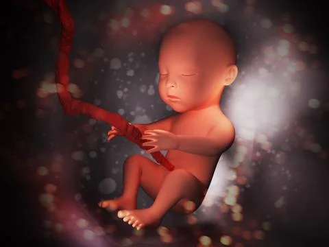 Human embryo inside body 3d illustration image Stock Illustration
