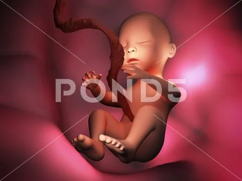 Human embryo inside body 3d illustration image Stock Illustration