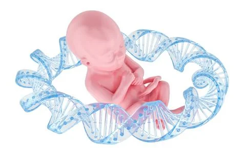 Human embryo inside DNA helix ring. Genetics and prenatal development, 3d r.. Stock Illustration