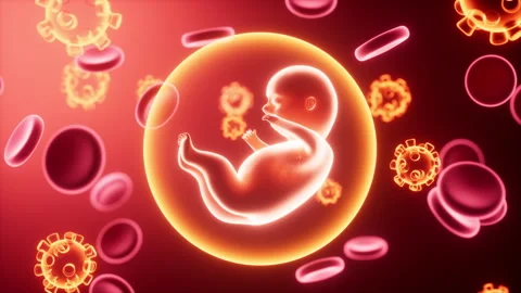 Human embryo model, 3d rendering. Stock Footage 306138811