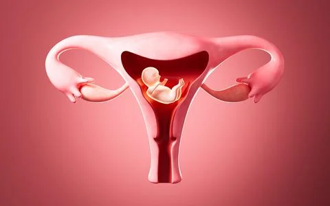 Human embryo model, 3d rendering. Foto stock