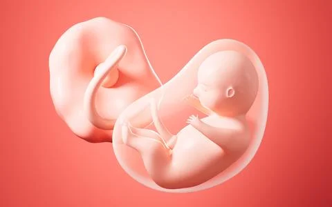 Human embryo model, 3d rendering. Foto stock