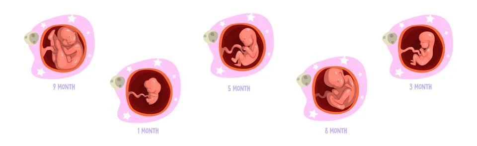 Human Embryo Month Development Stages Medical Infographic Element Vector Set Illustrazione stock