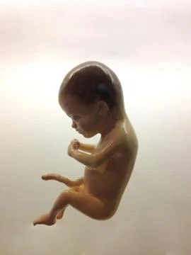 Human embryo Stock Photos