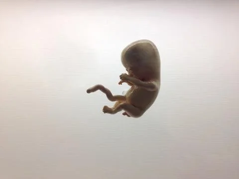 Human embryo Stock Photos