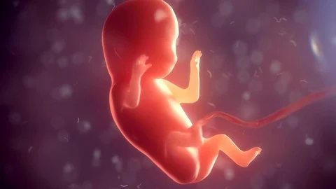 Human embryo timelapse of born, 4k 3d an... | Stock Video | Pond5 Human embryo timelapse of born, 4k 3d an... | Stock Video | Pond5
